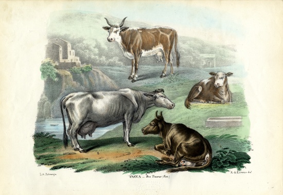 Cattle von Raimundo Petraroja