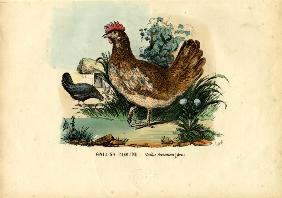 Chicken 1863-79