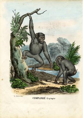 Chimpanzee 1863-79