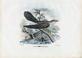 Common Cuckoo 1863-79