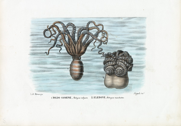 Common Octopus von Raimundo Petraroja