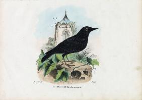 Common Starling 1863-79