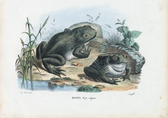 Common Toad von Raimundo Petraroja