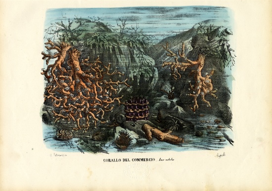 Corals von Raimundo Petraroja