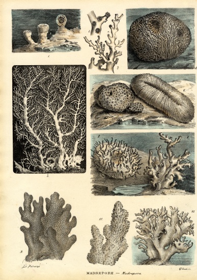 Corals von Raimundo Petraroja