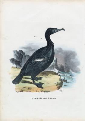 Cormorant 1863-79