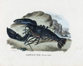 Crustaceans 1863-79