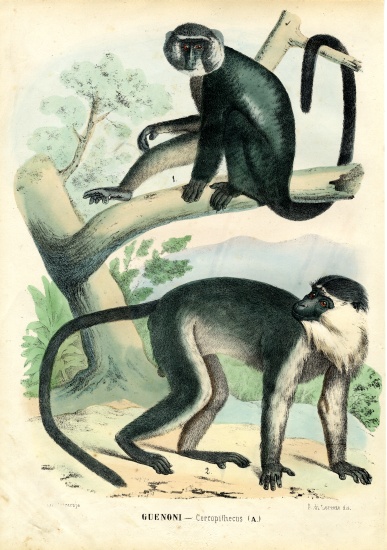 Diana Monkey von Raimundo Petraroja