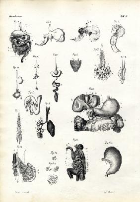 Digestive Organs 1863-79