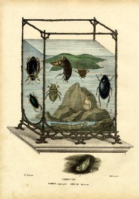 Diving & Water Beetles 1863-79