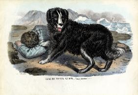 Dogs 1863-79