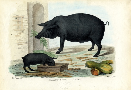Domestic Pig von Raimundo Petraroja