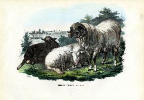 Domestic Sheep 1863-79