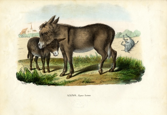 Donkey von Raimundo Petraroja