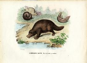 Duck-Billed Platypus 1863-79