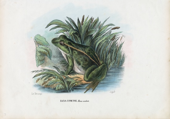 Edible Frog von Raimundo Petraroja