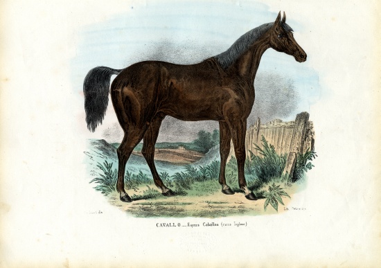 English Horse von Raimundo Petraroja