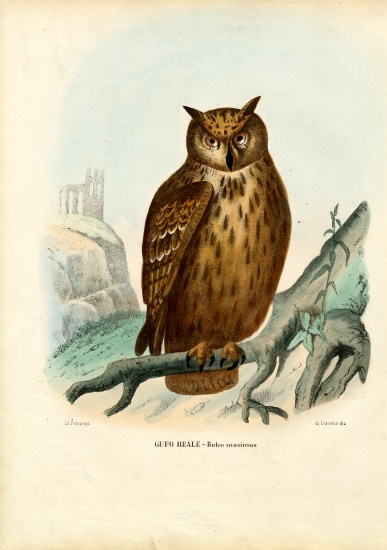 Eurasian Eagle Owl von Raimundo Petraroja