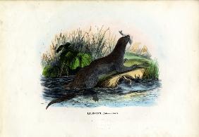 Eurasian River Otter 1863-79
