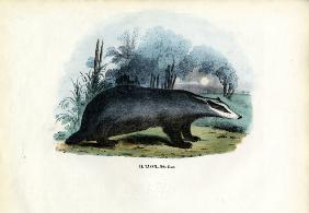 European Badger 1863-79