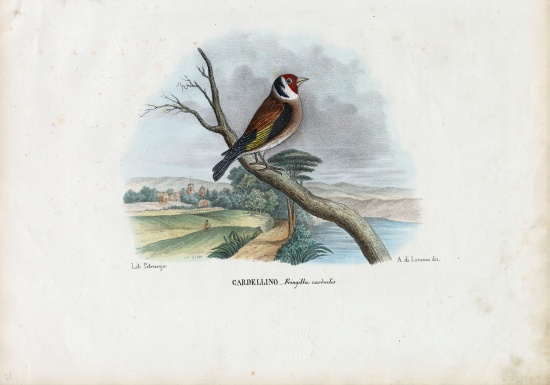 European Goldfinch von Raimundo Petraroja