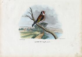European Goldfinch 1863-79