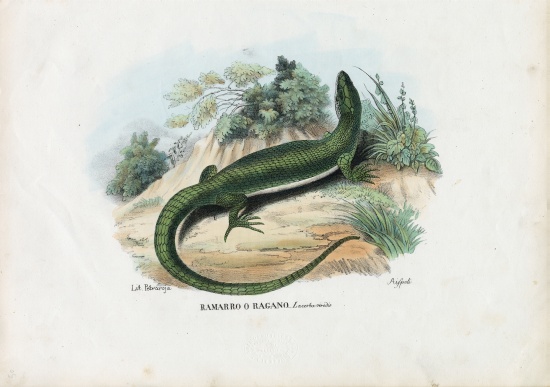 European Green Lizard von Raimundo Petraroja
