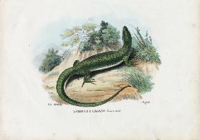 European Green Lizard 1863-79
