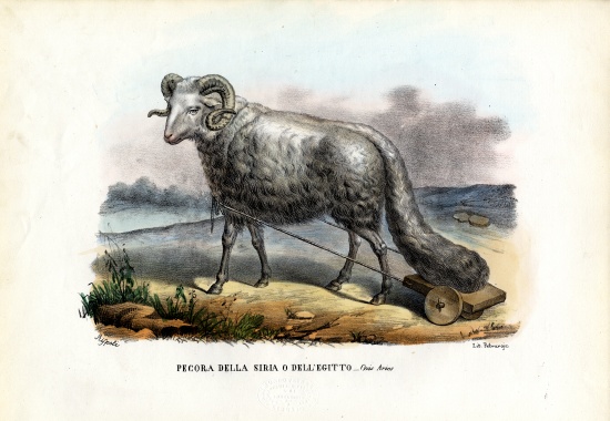 Fat-Tailed Sheep von Raimundo Petraroja