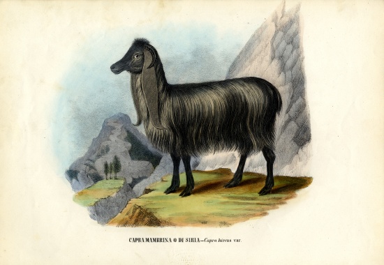 Feral Goat von Raimundo Petraroja