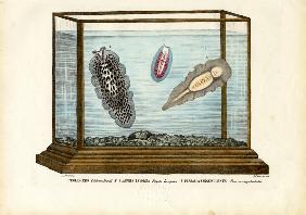Flat Worms 1863-79