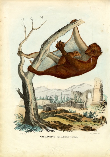 Flying Lemur von Raimundo Petraroja