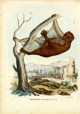 Flying Lemur 1863-79
