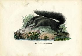Giant Anteater 1863-79