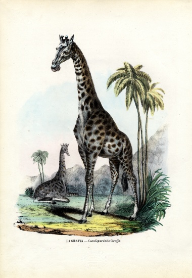 Giraffe von Raimundo Petraroja