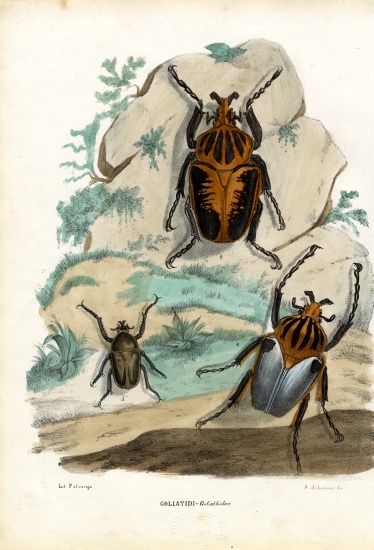 Goliath Beetles von Raimundo Petraroja