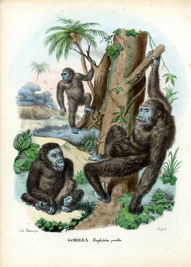 Gorilla von Raimundo Petraroja