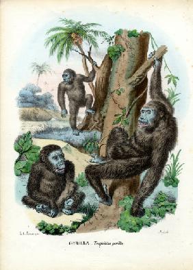 Gorilla 1863-79