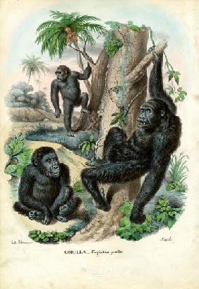 Gorilla 1863-79