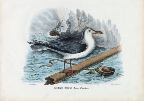 Great Black-Backed Gull von Raimundo Petraroja