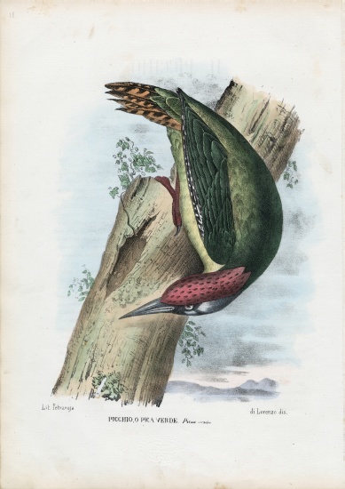 Green Woodpecker von Raimundo Petraroja