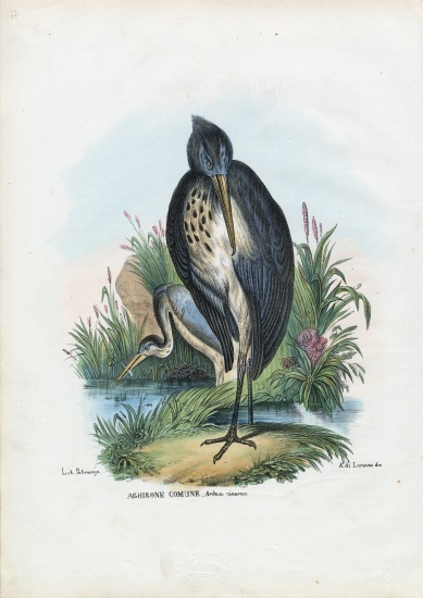 Grey Heron von Raimundo Petraroja