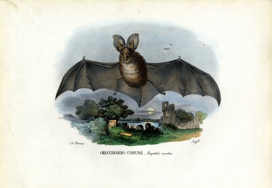 Grey Long-Eared Bat von Raimundo Petraroja