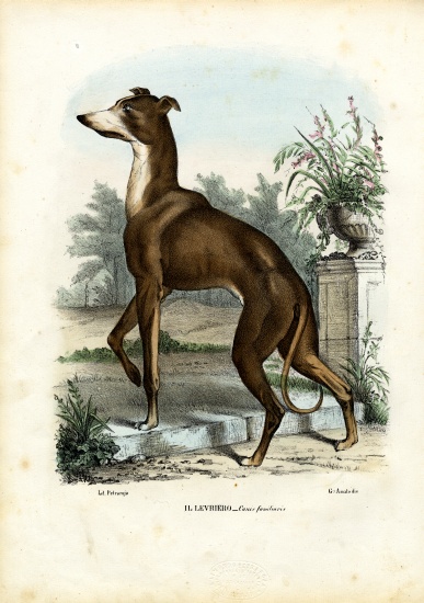 Greyhound von Raimundo Petraroja