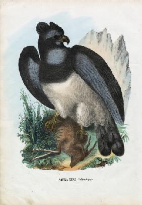 Harpy Eagle 1863-79