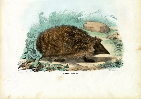 Hedgehog von Raimundo Petraroja