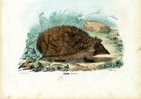 Hedgehog 1863-79