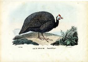 Helmeted Guineafowl 1863-79