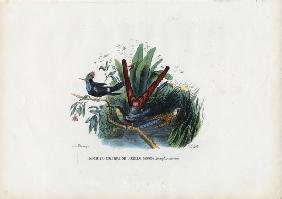 Hummingbirds 1863-79