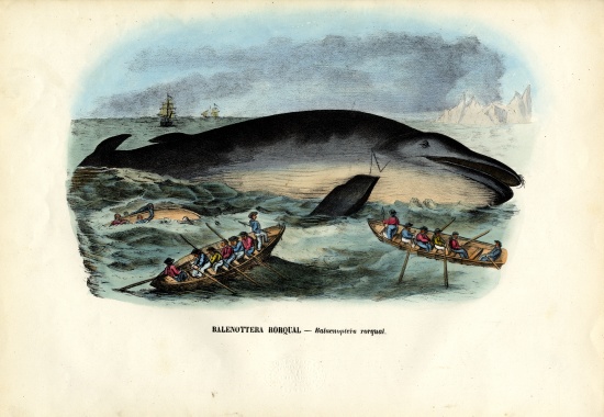 Humpback Whale von Raimundo Petraroja